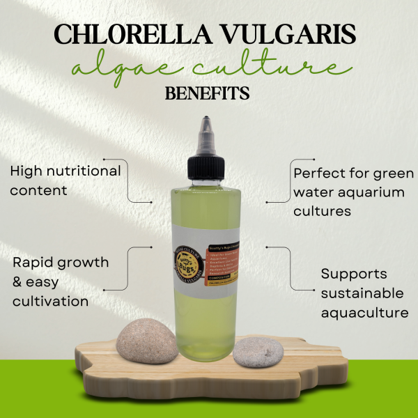 live chlorella vulgaris algae culture – green water starter for daphnia, moina & aquariums