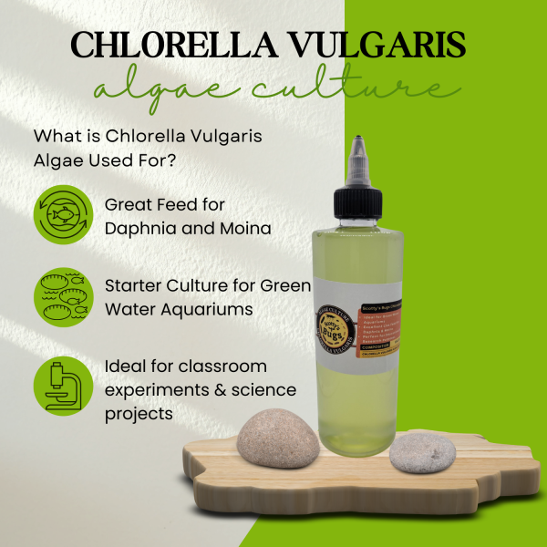 live chlorella vulgaris algae culture – green water starter for daphnia, moina & aquariums