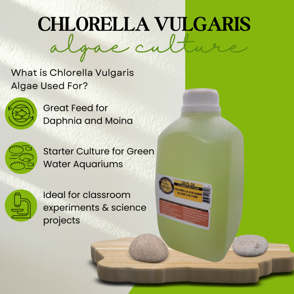 live chlorella vulgaris algae culture – green water starter for daphnia, moina & aquariums