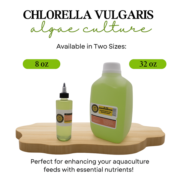 live chlorella vulgaris algae culture – green water starter for daphnia, moina & aquariums