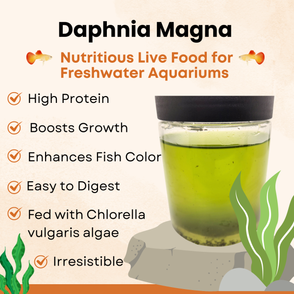 100+ live daphnia magna – high protein feeder for freshwater fish & fry