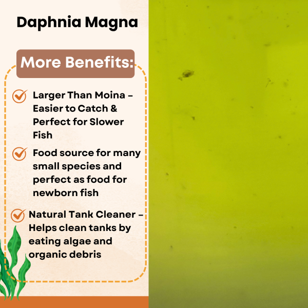 100+ live daphnia magna – high protein feeder for freshwater fish & fry