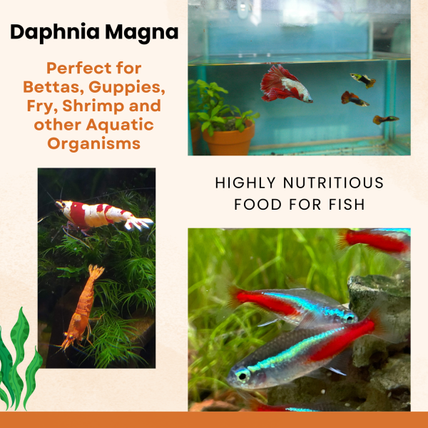 100+ live daphnia magna – high protein feeder for freshwater fish & fry