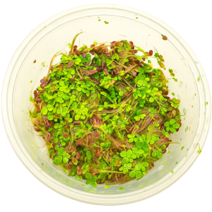 live dotted duckweed – floating aquatic plant for ponds & aquariums