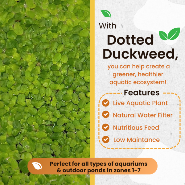 live dotted duckweed – floating aquatic plant for ponds & aquariums