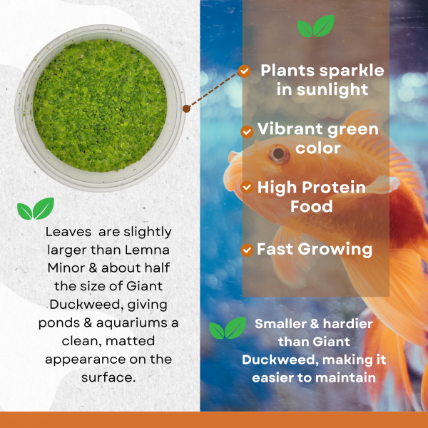 live dotted duckweed – floating aquatic plant for ponds & aquariums