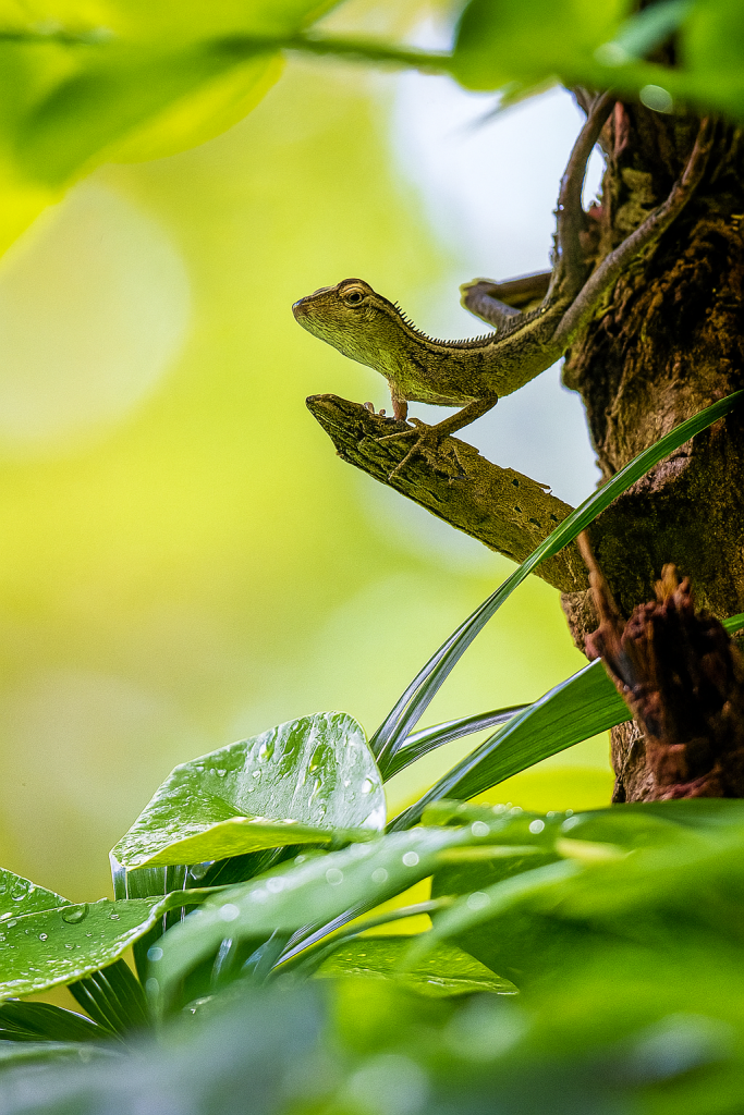 lizard enhanced lizard enhanced