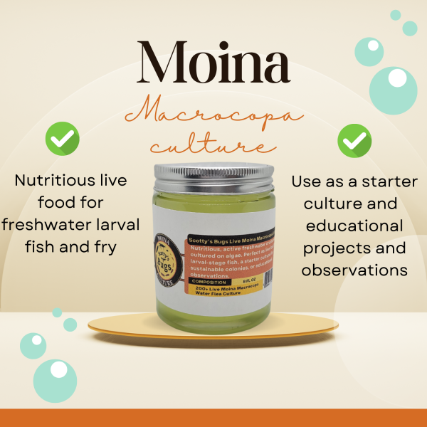 200+ live moina macrocopa culture – high protein water fleas for larval fish, aquariums & school science projects – 8 oz