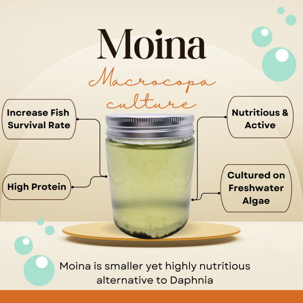 200+ live moina macrocopa culture – high protein water fleas for larval fish, aquariums & school science projects – 8 oz