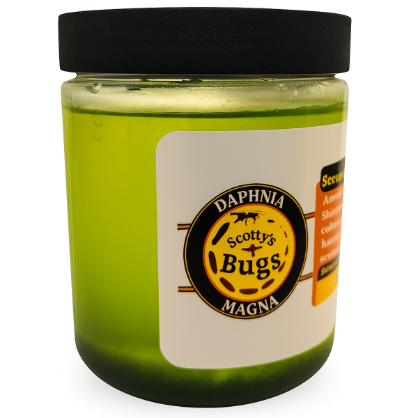100+ live daphnia magna – high protein feeder for freshwater fish & fry